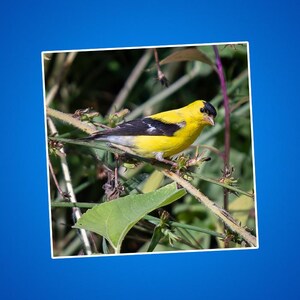 Stickers distelvink, sticker goudvink, gele en zwarte vogels, dieren in het wild en natuurfoto's, dierenstickers voor kinderen, zangvogels, buitenshuis