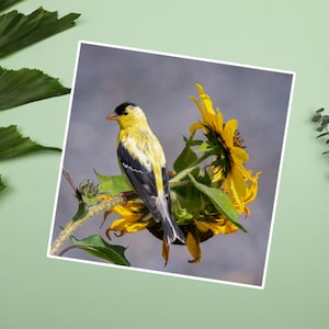 Sticker distelvink die zonnebloemzaad eet, sticker gele en zwarte vogel, vinken houden van zonnebloemen, fotostickers wilde dieren en natuur, vogels