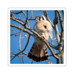 Falke sitzt in einem Baum Aufkleber, Sperber Aufkleber, kleiner Falke im Baum, Wildtierfotos, Natur, Vogelfotografie, Tieraufkleber