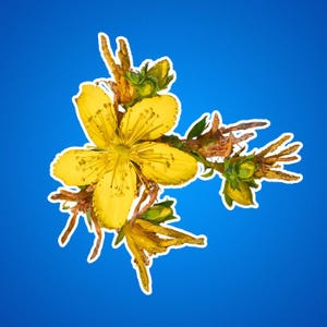 Johanniskraut Blumenaufkleber, Kiss-Cut Aufkleber, Johanniskraut, Kräuterheilkunde, botanischer Aufkleber, Geschenk für Pflanzenliebhaber, Natur inspiriert