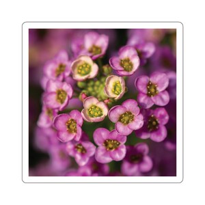 Bloemensticker, sticker kleine roze bloemen, bloemensticker, prachtige bloemen, kleurrijke sticker, bloemdecoraties, mooie bloemen