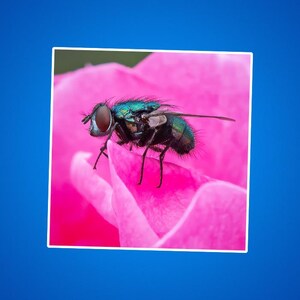 Grüne Flaschenfliege auf einem rosa Rosenaufkleber - Naturliebhaber Aufkleber, Insektenaufkleber, Blumenaufkleber, Gartenaufkleber, Laptop Aufkleber
