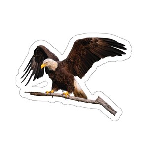 Ali dell'aquila calva spiegate, ali d'aquila, adesivo dell'aquila calva, rapaci, uccelli rapaci, adesivo americano, foto della fauna selvatica, foto della natura, uccelli