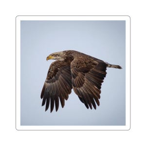 Adesivo de águia careca juvenil, jovem águia careca em vôo, águia voadora, adesivo de águia, adesivo de pássaro, adesivos patrióticos, vida selvagem, natureza
