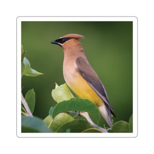 Sticker cedar pestvogel, ceder pestvogel op tak, sticker vogel, natuurfoto, natuurfoto, prachtige vogel, sticker voor laptop, waterfles