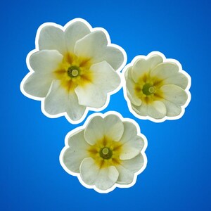 Stickers teunisbloembloemen, stickers met bloemen, stickerpakket bloemen, cadeau plantenliefhebber, laptopstickers, Bullet Journal-accessoires