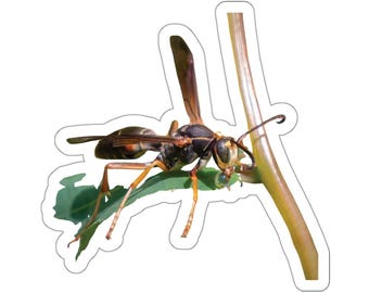 Wasp Stcker, Hornet Stcker, Nsect Stcker, Bug Stcker, Waterproof