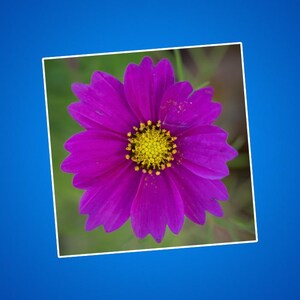 Paarse kosmosstickers, zwavelkosmossticker, coreopsisbloemen, tuinbloemen, natuurfoto's, buitenshuis en dieren in het wild, bloemenfoto's