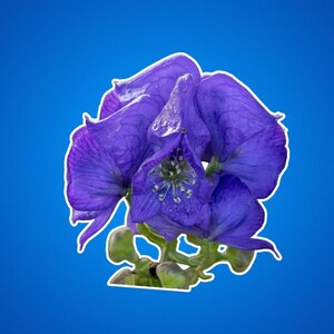 Stickers floraux capucine du moine bleu, fleur d'aconit, sticker floral anti-loup, cadeau pour amoureux des plantes, lot d'autocollants inspirés de la nature, botanique