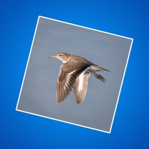 Killeer fliegen über die Wasser Aufkleber, Kill Deer Vogel Aufkleber, Ufervögel, Wildtier Aufkleber, Naturfotografie, Tiere für Kinder,
