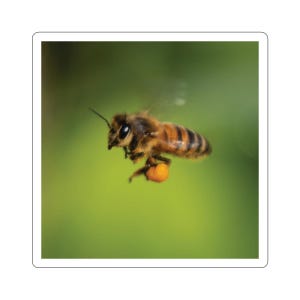 Adesivos de abelha em voo, abelha em voo, abelhas pairando, insetos em voo, polinizadores, fotos da vida selvagem, insetos para crianças, fotos da natureza
