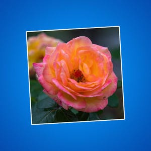 Een roze en gele roos op een sticker, cadeaus voor tuinders, rozen als decoratie, buiten- en natuurfoto's, prachtige bloemen, beestjes