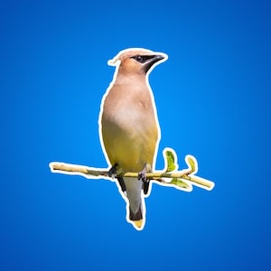 Ein Zedern-Seidenschwanz-Aufkleber, Geschenke für Vogelbeobachter, Vogelbeobachterinteressen, Tierfotos, Naturszenen im Freien, Vögel für Kinder