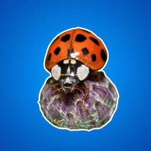 Adesivo coccinella, adesivo insetto, adesivo natura, adesivo insetto carino, adesivo coccinella rossa - adesivi fustellati