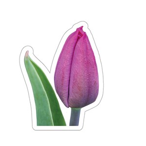 Rosa Tulpenaufkleber, lila Tulpen, Tulpen auf einem Aufkleber, Naturfotos, Gartenfotografie Aufkleber, Blumenblüten, Blumenblüte