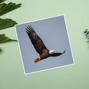 Pegatinas de águila calva, pegatina de águila en vuelo, águila calva altísima, fotos de vida silvestre, rapaces y aves rapaces, patriótica, naturaleza de EE. UU.