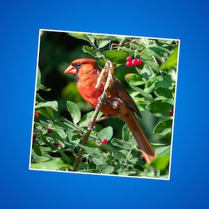 Stickers mannelijke noordelijke kardinaal, stickers rode kardinaal, fotostickers wilde vogels, dieren in het wild en natuur, zangvogels, dieren voor kinderen, beestjes