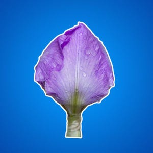 Rosa Iris Blume Kiss-Cut Aufkleber, Blumenaufkleber, Botanischer Aufkleber, Natur inspiriert Geschenk, Geschenke für Gärtner, Garten Journal Zubehör