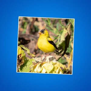 Stickers distelvink, sticker goudvink, gele en zwarte vogels, dieren in het wild en natuurfoto's, dierenstickers voor kinderen, zangvogels, buitenshuis