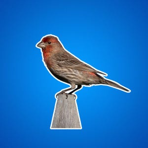 Huisvinkstickers, huisvinksticker, vink zittend op een hek, vinken, vogelstickers, natuurfoto's, natuurfoto's, gele vogels