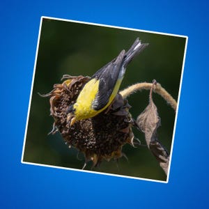 Stickers distelvink, sticker goudvink, gele en zwarte vogels, dieren in het wild en natuurfoto's, dierenstickers voor kinderen, zangvogels, buitenshuis