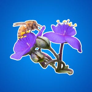 Sticker honingbij, bijensticker, bijen, bestuiver, bijen, werkbijsticker, sticker natuur, natuursticker, natuurfoto, insecten