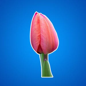 Orange Pink Tulip Stickers, purple tulips, tulips on a sticker, nature photos, garden photography sticker, flower blossoms, floral blooms