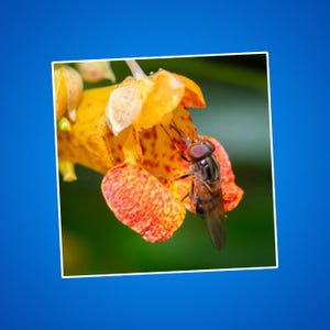 Hoverfly Sticker, Calligrapher Fly Sticker, Hoverfly on Impatiens, Bug Sticker, Nature Sticker, Cute Insect Sticker, insect Decal