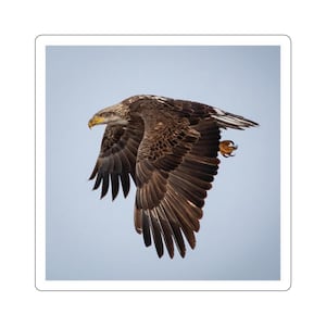Adesivo de águia careca juvenil, jovem águia careca em vôo, águia voadora, adesivo de águia, adesivo de pássaro, adesivos patrióticos, vida selvagem, natureza