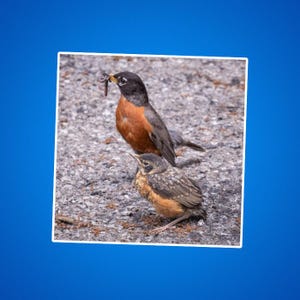 Adesivi fustellati Robin e Baby Worm, confezione di adesivi per amanti degli uccelli, decalcomanie per la fauna selvatica, arte ispirata alla natura, regalo per mamma e bambino animale