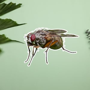 House Fly Stickers, insect stickers, fly on a leaf sticker, bugs and flies, wildlife and nature photos, cool bugs stickers
