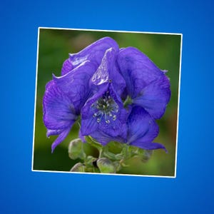 Stickers floraux capucine du moine bleu, fleur d'aconit, sticker floral anti-loup, cadeau pour amoureux des plantes, lot d'autocollants inspirés de la nature, botanique