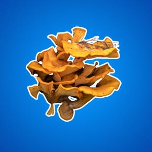 Jack O Lantern Pilz Aufkleber - Halloween Aufkleber, Halloween Kürbis Aufkleber, Niedlicher Herbst Aufkleber, Herbst Wasserflasche Aufkleber, Pilze