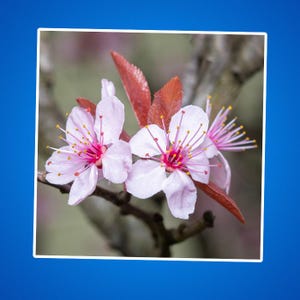 Kirschblüten Aufkleber - Floral Kiss-Cut Aufkleber, Sakura Aufkleber, Japanische Kirschblüte Laptop Aufkleber, rosa Blume Vinyl Aufkleber, niedlich
