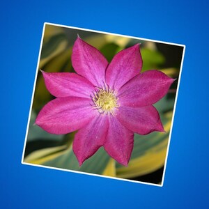 Sticker roze champagneclematis, stickers clematisbloemen, bloementuinfoto's, natuurfoto's, grote rode bloemen, prachtige bloesems, bloemen