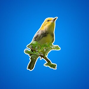 Zwartkeelzanger, stickers vogels kijken, stickers natuurliefhebber, decoratie buitenliefhebber, natuurliefhebber, geschenken vogelspotter