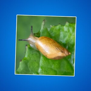 Sticker escargot jardin, cadeau pour amoureux de la nature, déco plante pour maman, joli sticker botanique, sticker pour ordinateur portable, vinyle autocollant imperméable