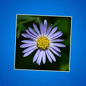 Powder Blue Aster Daisy Aufkleber, Blumenaufkleber, Laptop Aufkleber, Natur Aufkleber, Blumenaufkleber, Wasserflasche Aufkleber