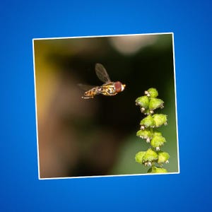 Hoverfly Aufkleber, Calligrapher Fly Aufkleber, Käfer Aufkleber, Natur Aufkleber, niedlicher Insekt Aufkleber, fliegender Insekt Aufkleber - Kiss-Cut Aufkleber