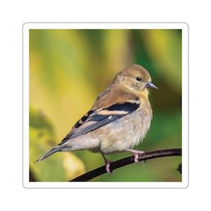 Adesivi cardellino, adesivo fringuello dorato, uccelli gialli e neri, foto di fauna selvatica e natura, adesivi animali per bambini, uccelli canori, all'aperto