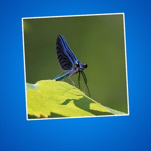Stickers natuurliefhebber Kiss-Cut, sticker blauwe waterjuffer, sticker buitenliefhebber, cadeau fan natuurliefhebber, decor botanische planner, insectenliefhebber