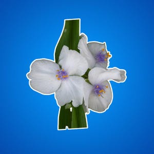 Weißer Spinnenkraut Blumen Aufkleber, Blumenaufkleber, Botanischer Aufkleber, Naturaufkleber, Pflanzenaufkleber, Kiss-Cut Aufkleber
