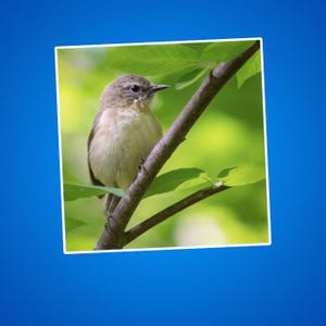 Sticker fauvette des saules - cadeau pour amoureux de la nature, sticker pour ornithologue amateur, décoration pour amateur de faune sauvage, vinyle d'aventure en plein air, amateur d'oiseaux