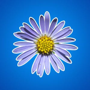 Powder Blue Aster Daisy Aufkleber, Blumenaufkleber, Laptop Aufkleber, Natur Aufkleber, Blumenaufkleber, Wasserflasche Aufkleber