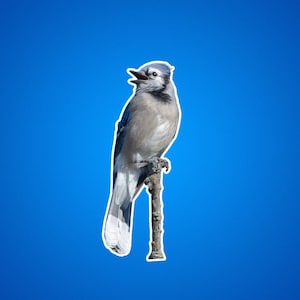 Blauwe gaai zit op een tak Sticker, kraaiachtigen, cadeaus voor vogelaars, natuurfoto's, natuurfoto's, buitenscènes, cadeaus voor dieren