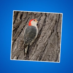Sticker pic à ventre roux - cadeau pour amoureux de la nature, sticker observation des oiseaux, passionné de la faune, déco aventure en plein air, ornement observation des oiseaux