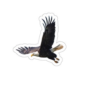 Pegatinas de águila calva, pegatina de águila en vuelo, águila calva altísima, fotos de vida silvestre, rapaces y aves rapaces, patriótica, naturaleza de EE. UU.
