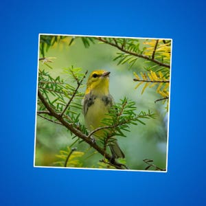Stickers vogelspotten, grasmus, natuurliefhebber stickers, buitenliefhebber decor, natuurliefhebber, geschenken vogelspotter