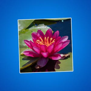 Um adesivo de nenúfar rosa profundo, flores na água, presentes para jardineiros, fotos de flores, almofadas de nenúfar e nenúfares, decorações florais
