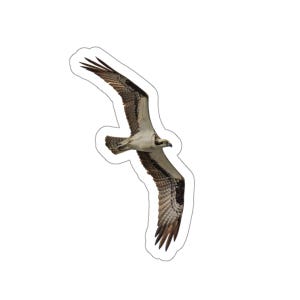 Águia-pescadora em vôo, adesivo de águia-pescadora, águia-pescadora em vôo, raptor voador, fotos da vida selvagem, fotos de pássaros, fotos da natureza, pântanos, pássaros voando alto